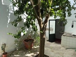 Terraza